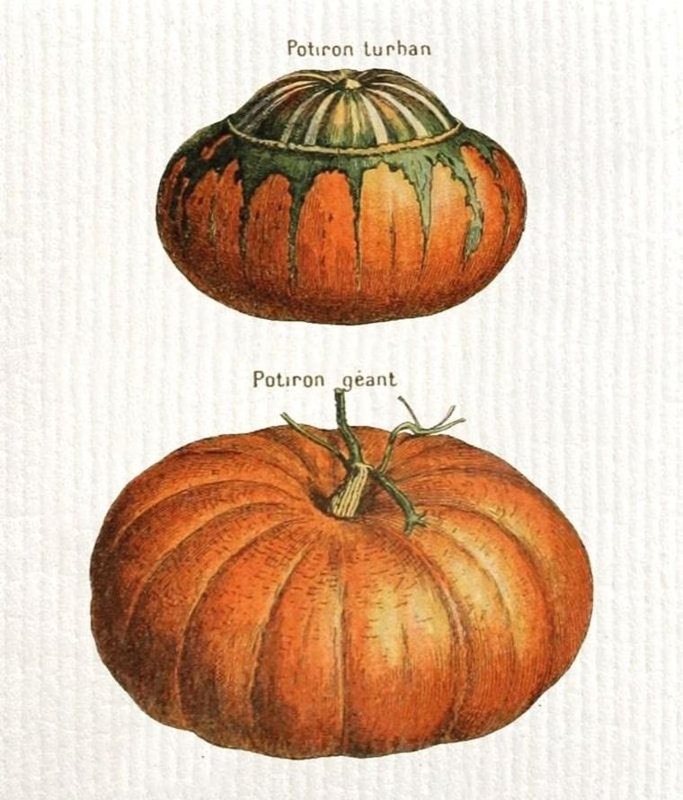 Skona Ting, ściereczka kuchenna, Dynie