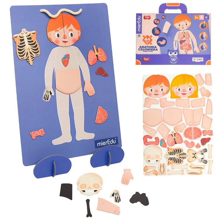 Smiki, Anatomia człowieka, magnetyczna układanka