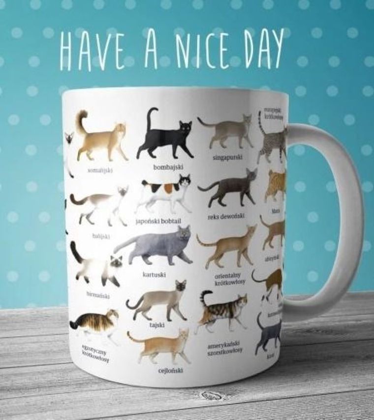 Soliton, kubek, koty