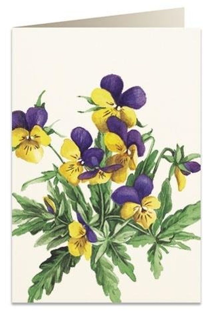 Tassotti, karnet B6 z kopertą, Bratki