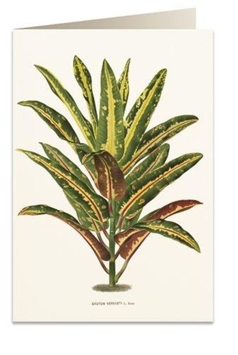 Tassotti, karnet B6 z kopertą, Dracena Croton