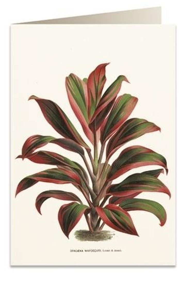 Tassotti, karnet B6 z kopertą, Dracena czerwono-zielona