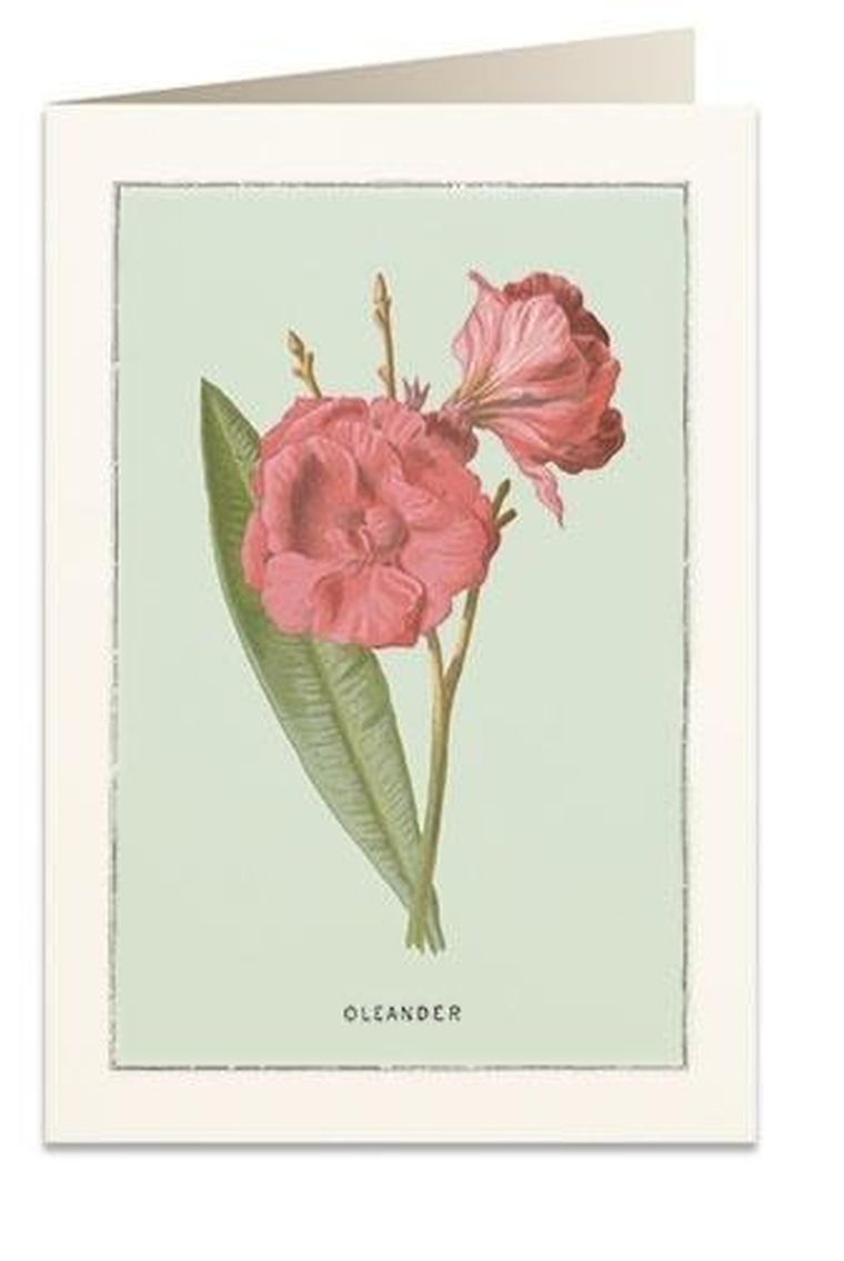 Tassotti, karnet B6 z kopertą, Oleander