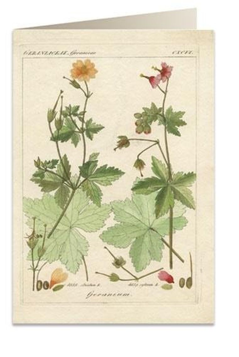 Tassotti, karnet B6 z kopertą, Pelargonia pachnąca