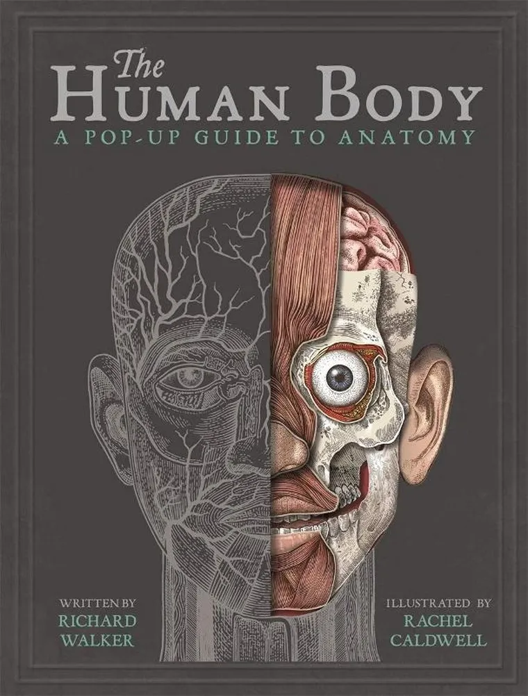 The Human Body. A Pop-Up Guide to Anatomy (wersja angielska)