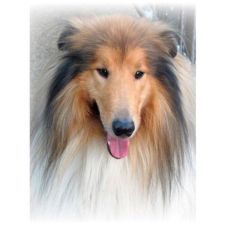 Titanum, mozaika diamentowa, Lassie, 30-40 cm