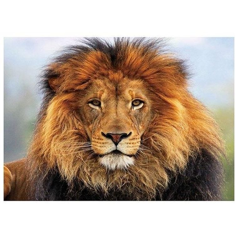 Titanum, mozaika diamentowa, Lew, 30-40 cm