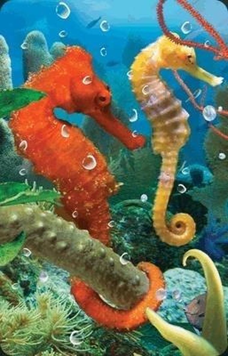 Worth Keeping, Mini kartka 3D, Konik Morski