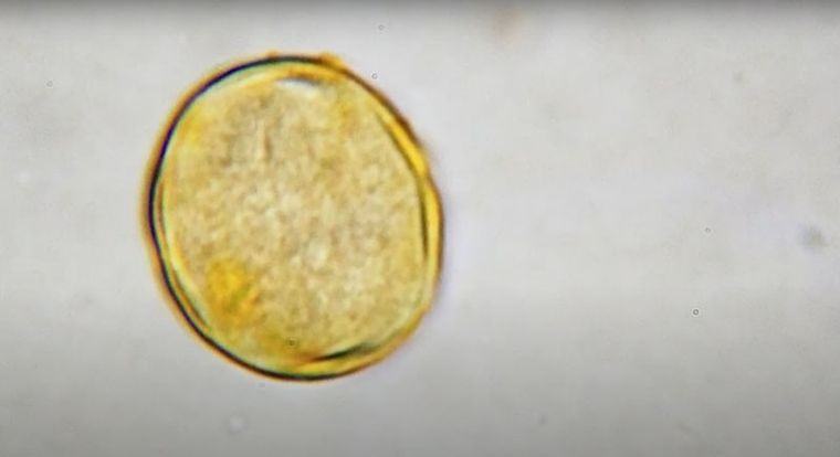 Kosmos, Mikroskop Odkrywcy, zestaw edukacyjny