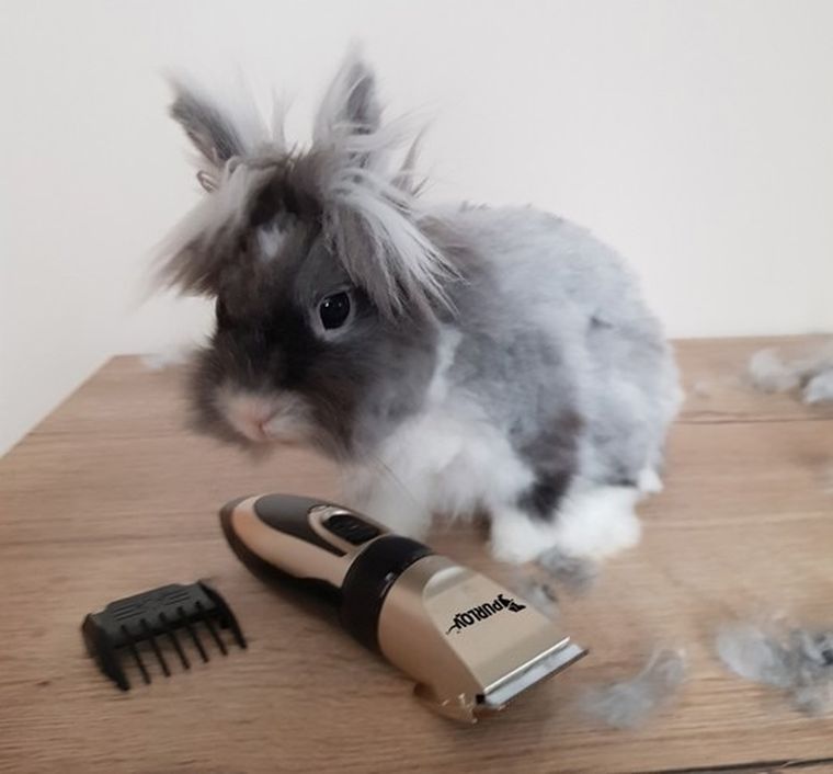 Purlov, maszynka do strzyżenia psów, zestaw