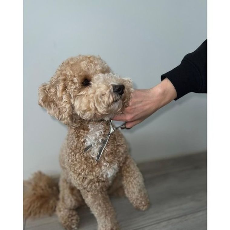 Purlov, nożyczki do strzyżenia psów