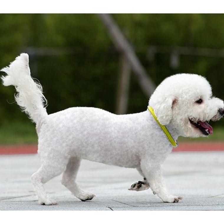 Purlov, obroża świecąca LED, regulowana