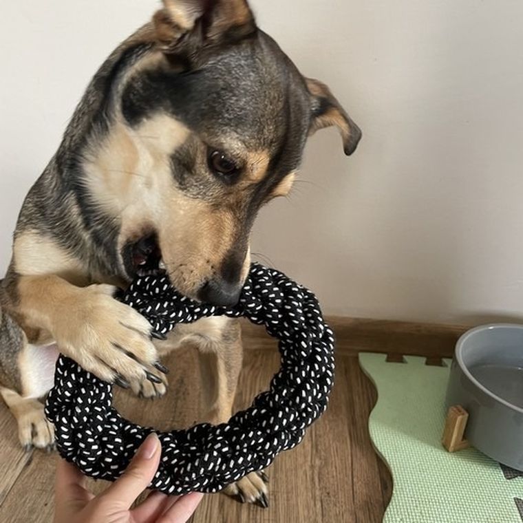 Purlov, zestaw zabawek dla psa, 10 szt.