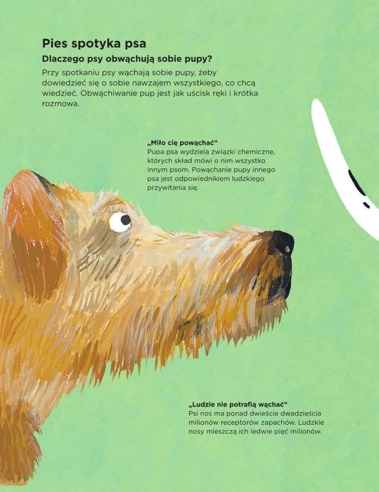 Dlaczego psy się obwąchują?