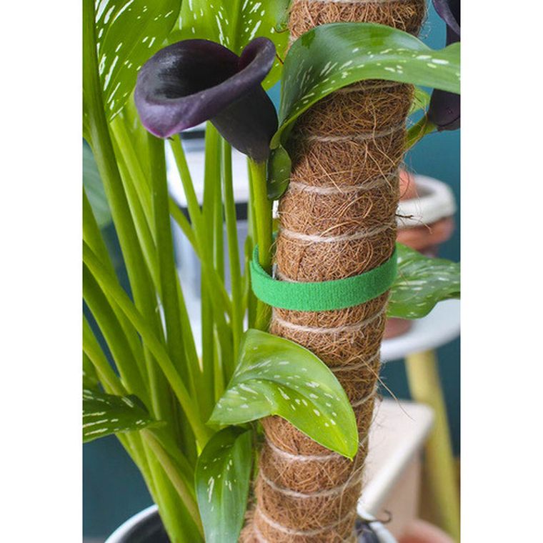 Gardlov, rzep-taśma ogrodnicza, 5 m