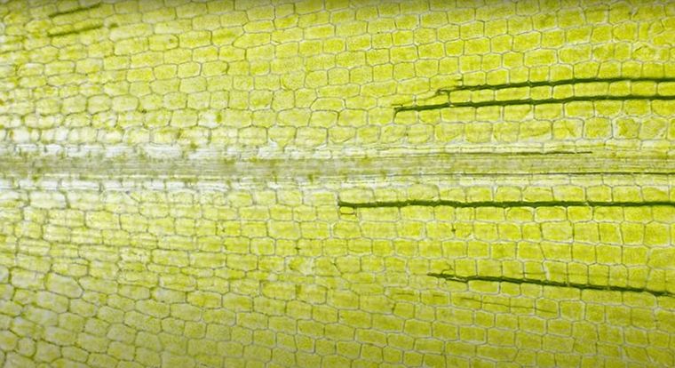 Kosmos, Mikroskop Odkrywcy, zestaw edukacyjny