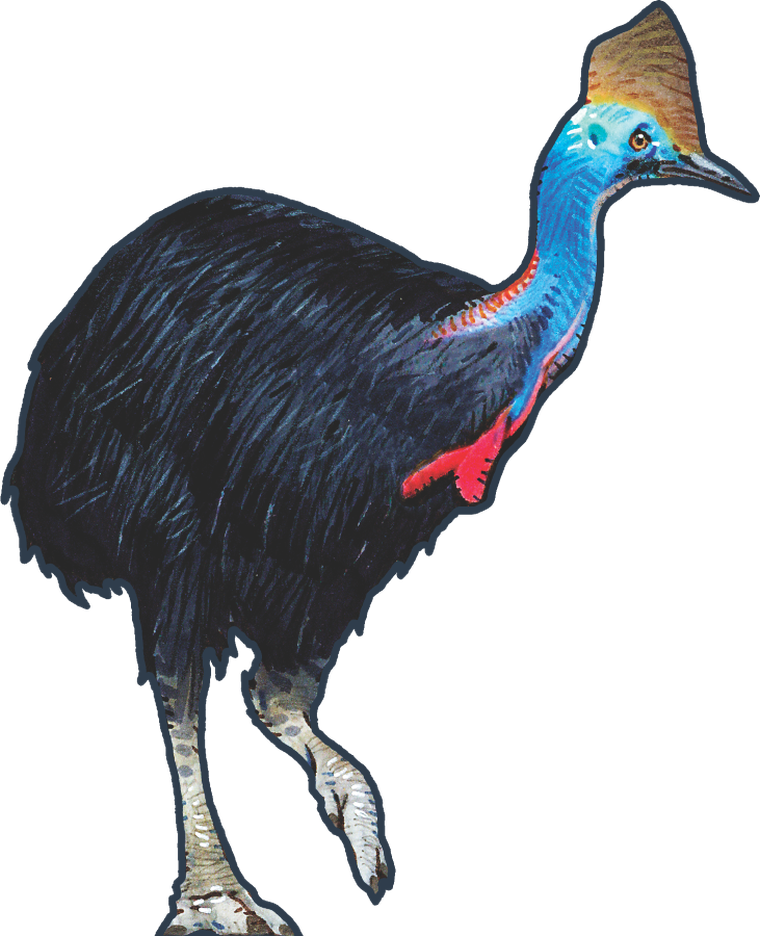 Lucky Duck Games, Hutan, gra familijna