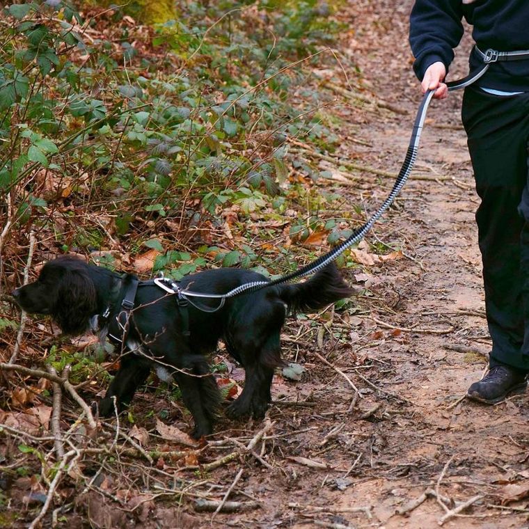 Mountain Paws, smycz do biegania z amortyzatorem, 281 cm