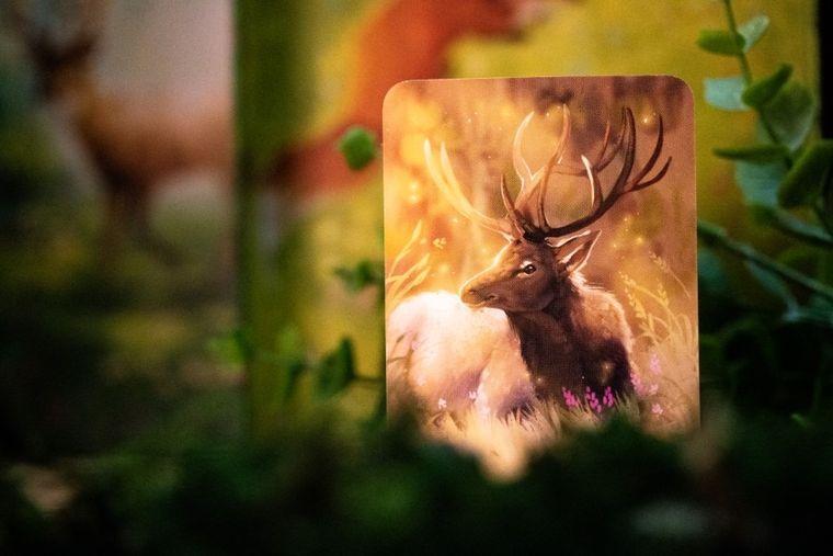 Nasza Księgarnia, Ekosystem, gra familijna