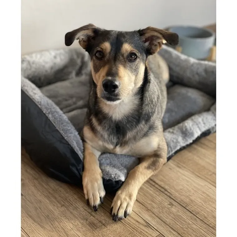 Purlov, legowisko dla psa/kota, 60-45 cm