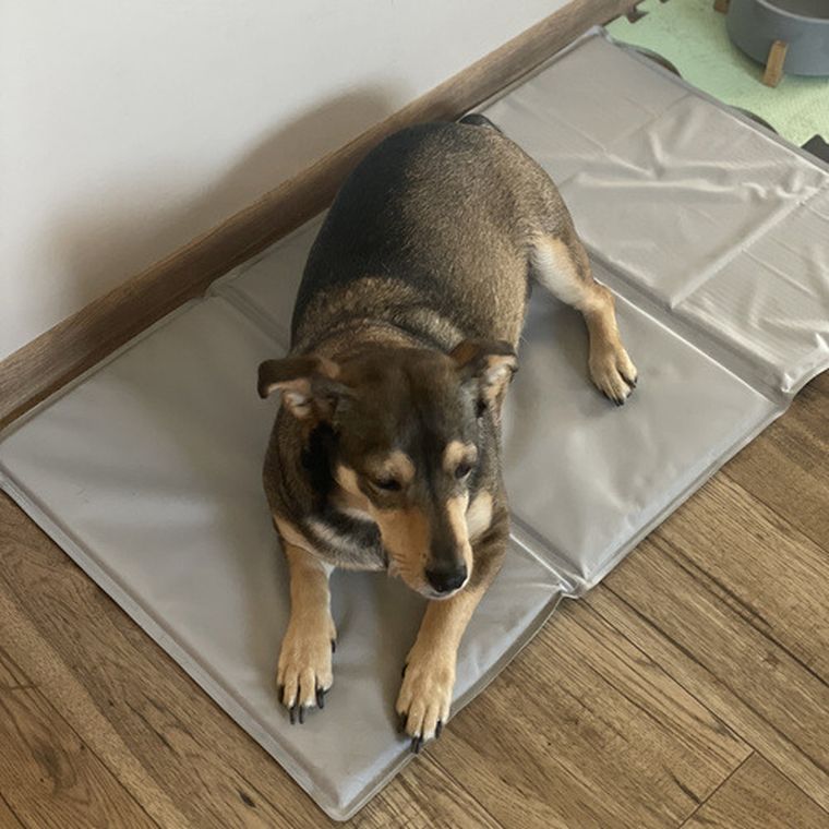 Purlov, mata chłodząca dla zwierząt, 90-50 cm