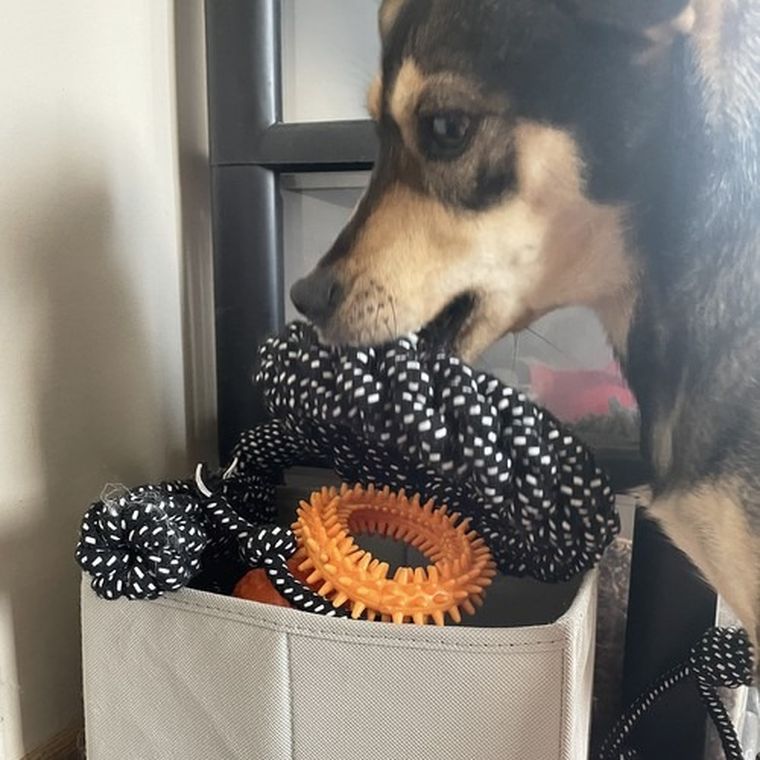 Purlov, zestaw zabawek dla psa, 10 szt.