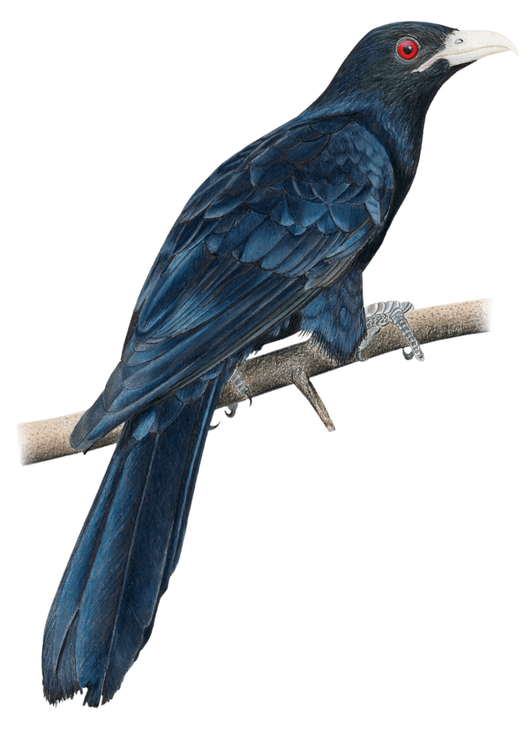 Rebel, Na skrzydłach: Ptaki Azji, gra ekonomiczna