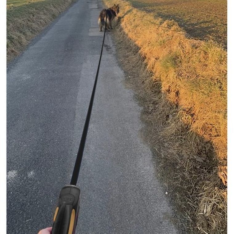 Purlov, smycz automatyczna dla psa do 50 kg, 8m