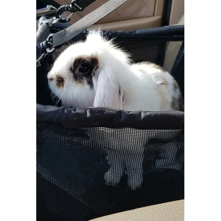 Purlov, transporter dla psa na siedzenie