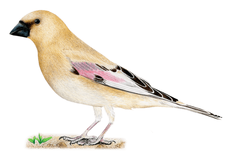 Rebel, Na skrzydłach: Ptaki Azji, gra ekonomiczna