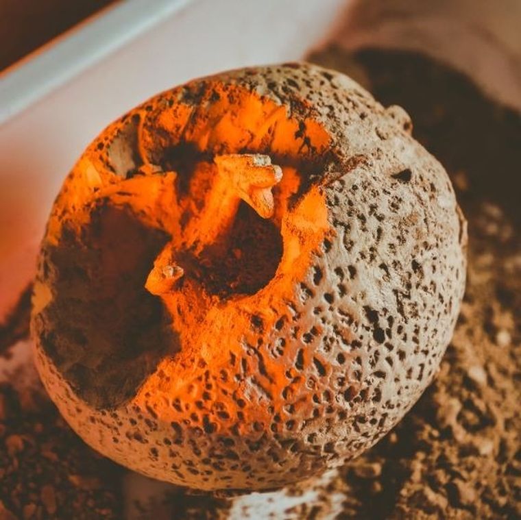 Crazy Science, Smoki i Dinozaury, zestaw kreatywny