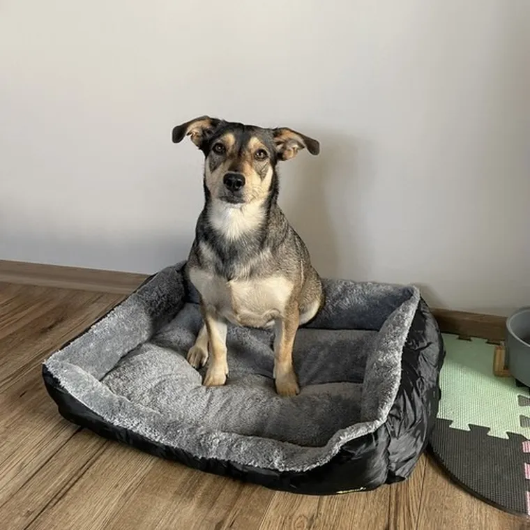 Purlov, legowisko dla psa/kota, 60-45 cm