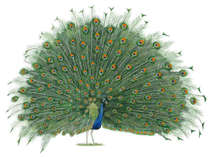 Rebel, Na skrzydłach: Ptaki Azji, gra ekonomiczna