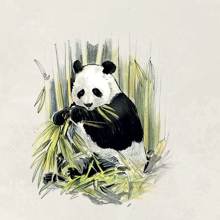 Rebel, Śladami Darwina, gra familijna