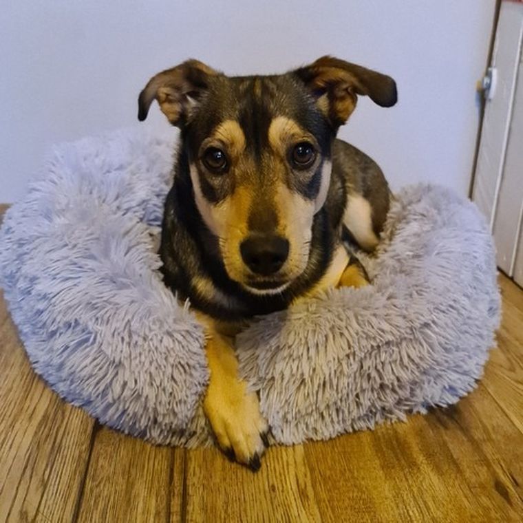 Purlov, legowisko włochate dla psa, szare