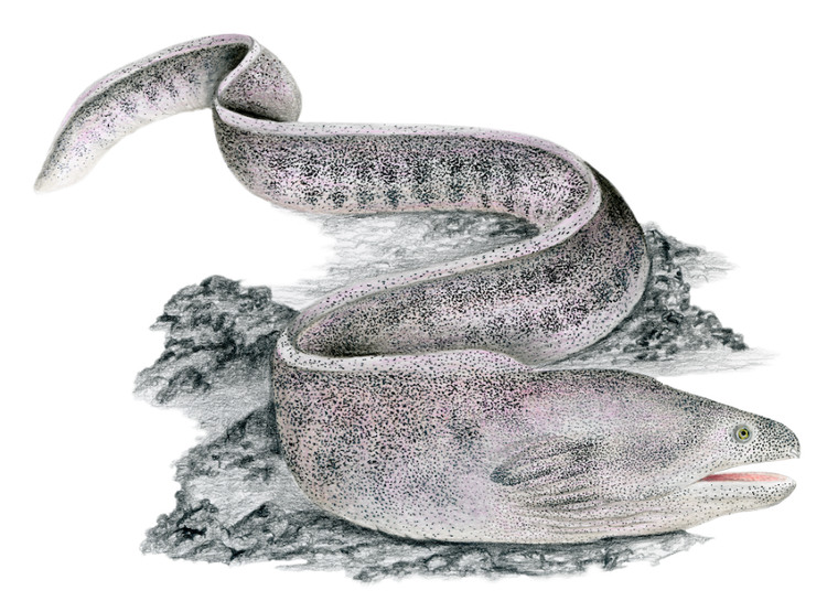 Rebel, Na dnie morza, gra strategiczna