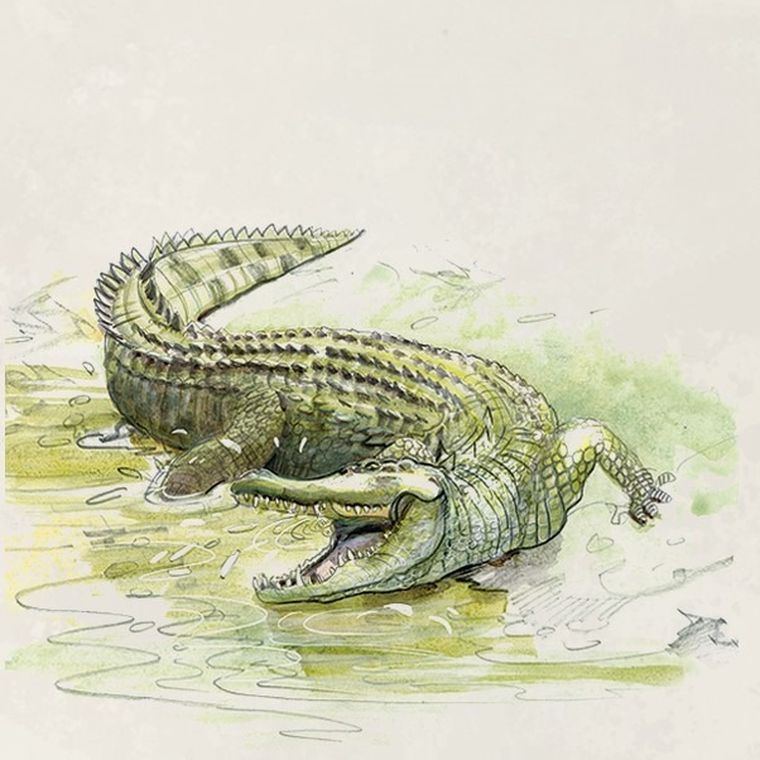 Rebel, Śladami Darwina, gra familijna