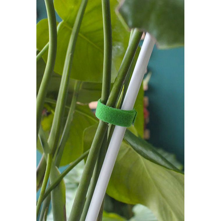 Gardlov, rzep-taśma ogrodnicza, 5 m