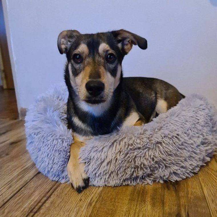 Purlov, legowisko włochate dla psa, szare