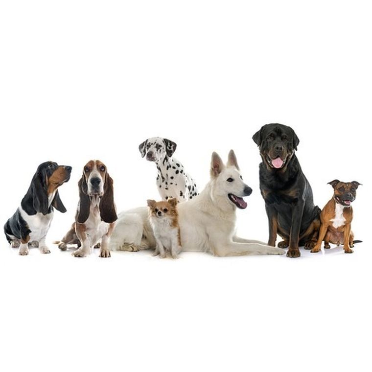 Purlov, obroża świecąca LED, regulowana