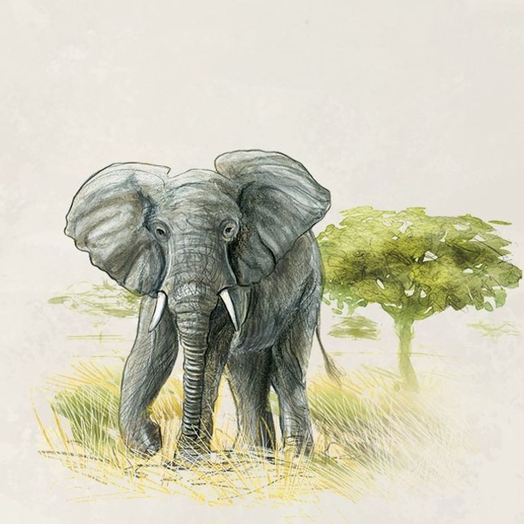 Rebel, Śladami Darwina, gra familijna