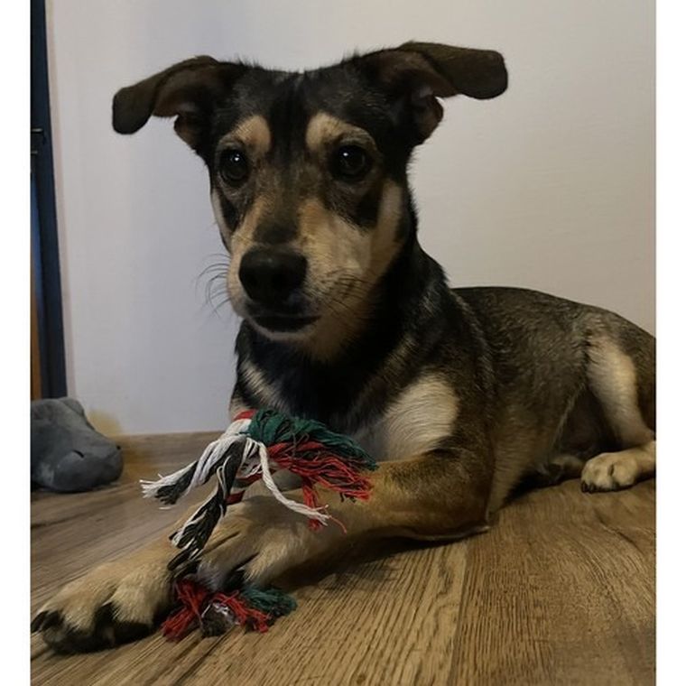 Purlov, prezent świąteczny dla psa, zabawki