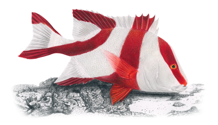 Rebel, Na dnie morza, gra strategiczna