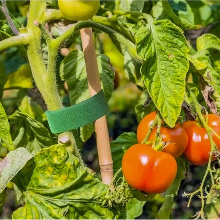 Gardlov, rzep-taśma ogrodnicza, 5 m