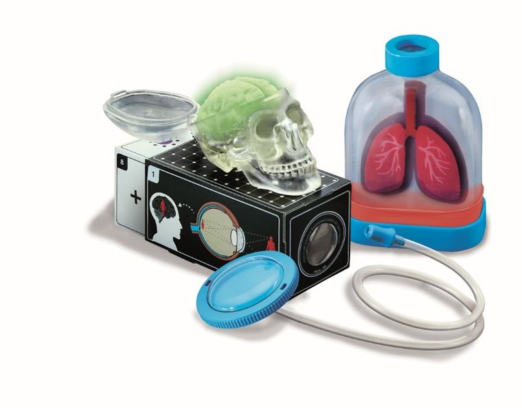 4M, Zestaw kreatywny, Anatomia - narządy człowieka