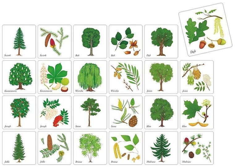 Adamigo, Memory Drzewa Polski, gra pamięciowa