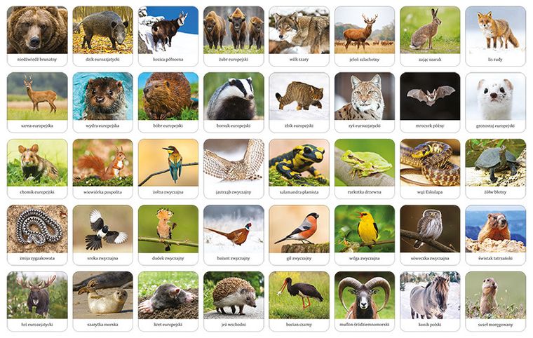 Adamigo, Memory, Fauna Polski, gra edukacyjna
