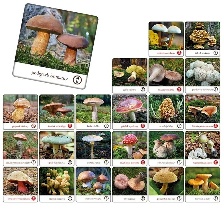 Adamigo, Memory grzyby Polski, gra pamięciowa
