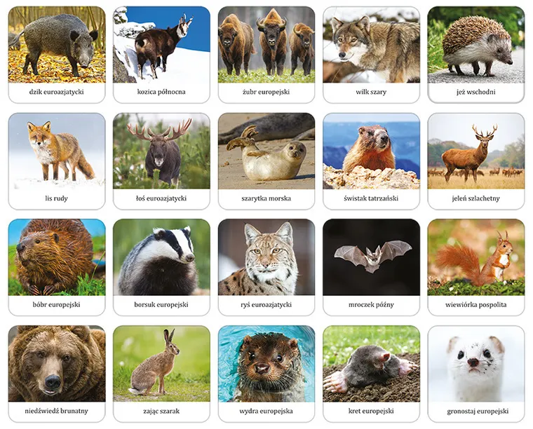 Adamigo, Memory Ssaki Polski, gra pamięciowa