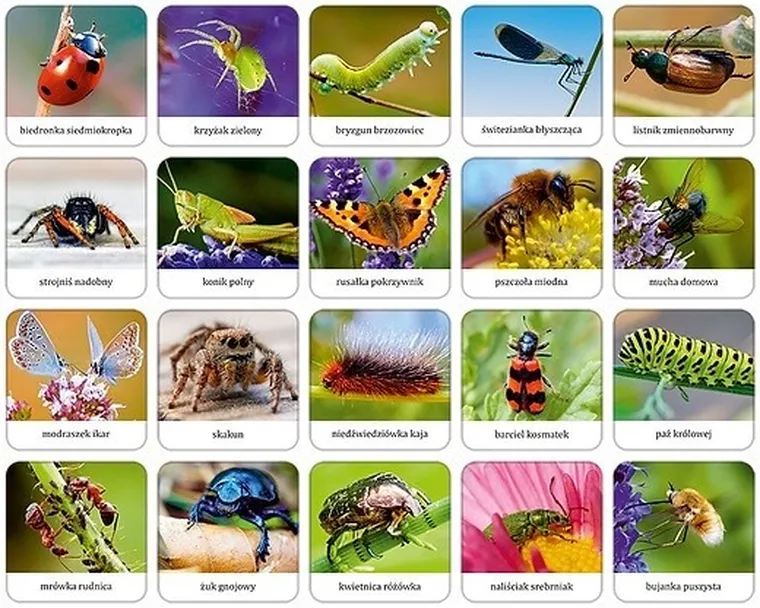 Adamigo, Owady i pająki Polski, memory